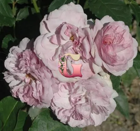 Роза Флоренс Делатр (Florence Delattre)