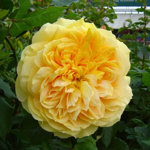 Роза Сто Идей Сада (100 Idees Jardin (Шраб)))
