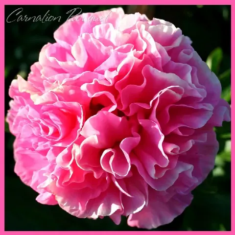 Пион Карнейшн Букет (Carnation Bouquet)