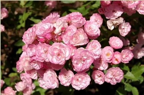 Роза Хэвенли Пинк (Heavenly Pink)