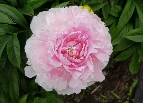 Пион Пинк Тинкербелле (Pink Tinkerbelle)