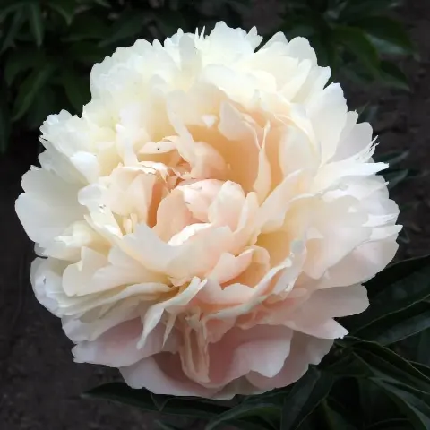 Пион Саммер Глоу (Summer Glow)