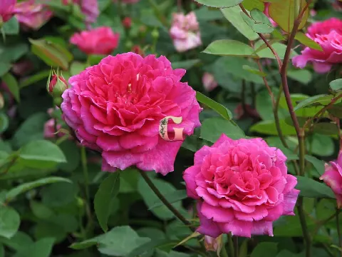 Роза Софи Роуз (Sophy’s Rose)
