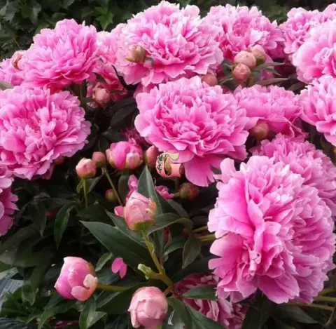 Пион Пинк Пэрфейт (Pink Parfait)
