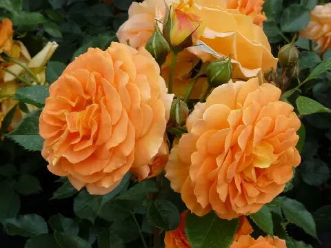 Роза Гольдэльзе (Goldelse)