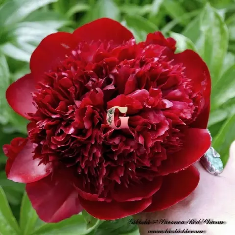 Пион Рэд Шарм (Red Charm)