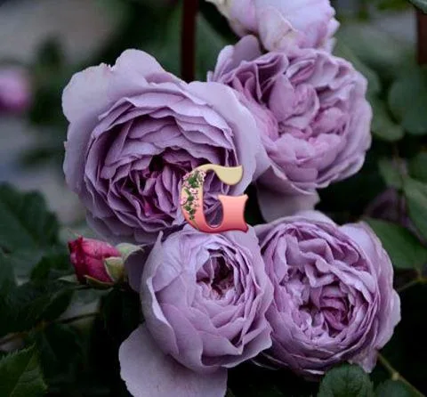 Роза Лавендер Букет (Lavender Bouquet)