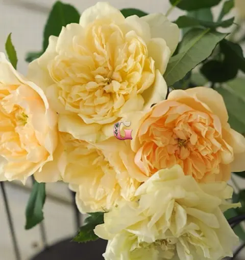 Роза Акари (Rose Akari)