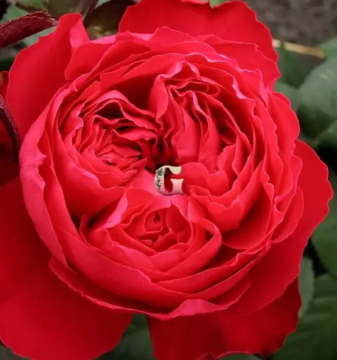 Роза Травиата (Traviata)