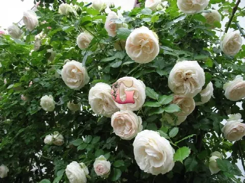 Роза Пале Рояль (Palais Royal)