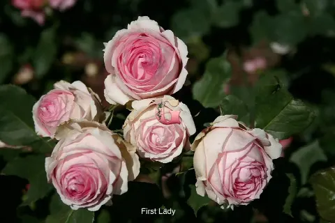 Роза Фёрст Лэди (First Lady)