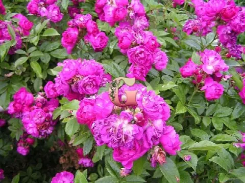 Роза Перенниал Блю (Perennial Blue)
