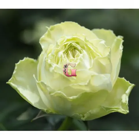 Роза Вакана (Wakana (Японские))