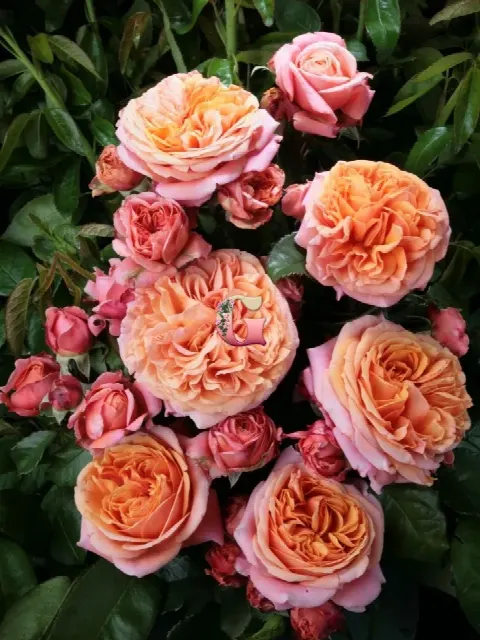Роза Мэри Энн (Mary Ann)