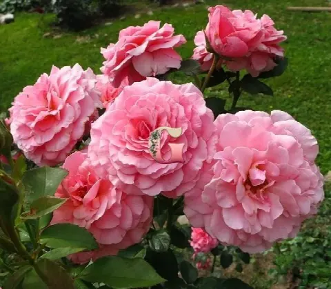 Роза Тиклд Пинк (Tickled Pink)