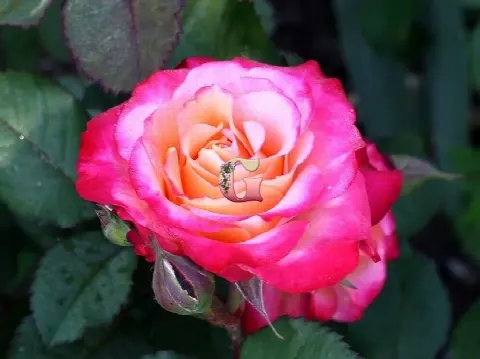 Роза Марсель ан Флерс (Marseille en Fleurs)