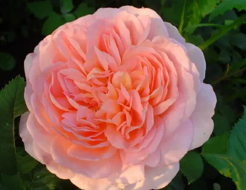 Роза Абрахам Дерби (Abraham Darby)
