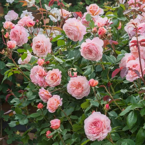 Роза Э Шропшир Лэд (A Shropshire Lad)