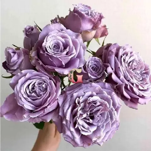 Роза Принцесса Каори (Princess Kaori (Японская))