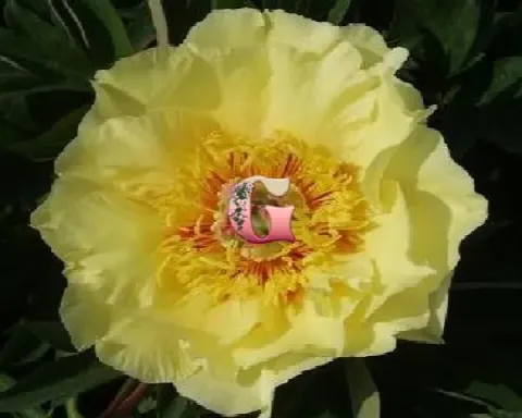 Пион Гарден Треже (Garden Treasure)