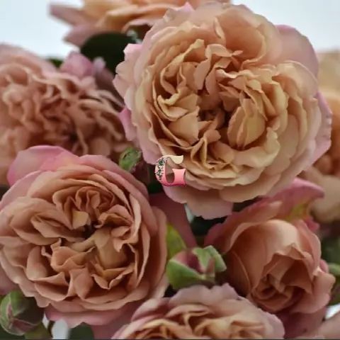 Роза Маррон (Rose Marron)