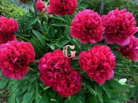 Пион Белгравия (Belgravia)
