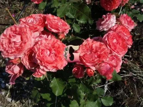 Роза Корал Желе (Corail Gelee (шраб)(японская))