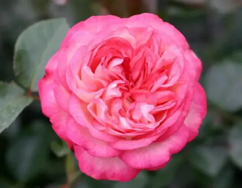 Роза Антик 89 (Antike 89)