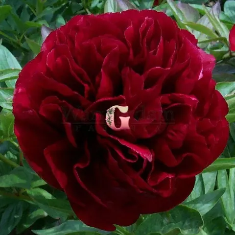Пион Рэд Сатин (Red Satin)