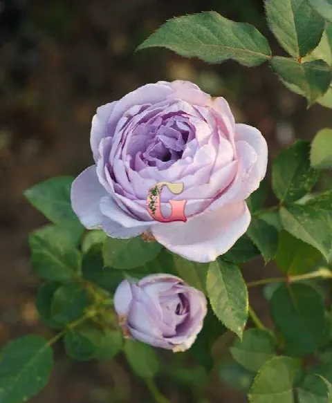 Роза Блю Сторм Розе (Blue Storm Rose)