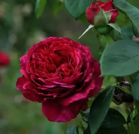 Роза Ля Роз де Катрэ Вен (La Rose des 4 Vents)