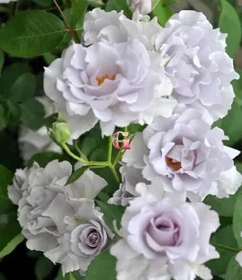 Роза Мисти Перпл (Rose Misty purple)