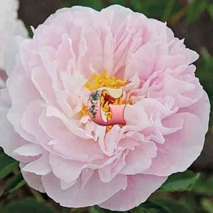 Пион Орхид Энн (Orchid Annie)