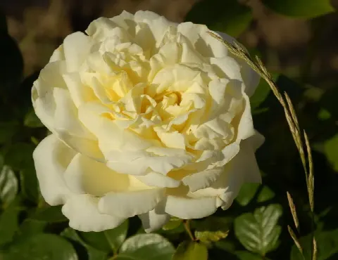 Роза Эльф (Elfe)