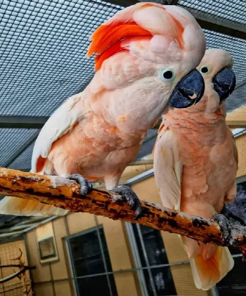 Молуккские какаду (Cacatua moluccensis) птенцы выкормыши
