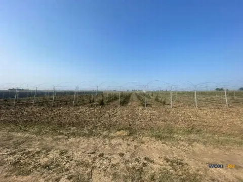 Участок 1100 сот. (с/х)