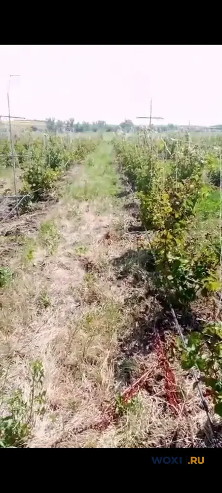 Участок 1100 сот. (с/х)