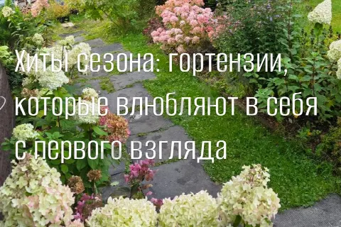 Гортензии, которые влюбляют в себя с первого взгляда